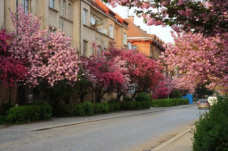 Весна в Україні. Зацвіли перші магнолії в Ужгороді