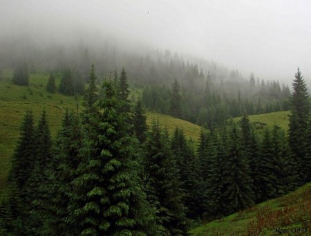 У Карпатах висихають смерекові ліси