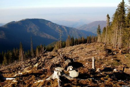Львівська облрада вимагає на 25 років заборонити вирубку в Карпатах
