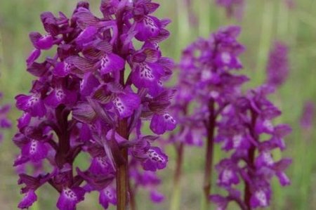 У Карпатах росте орхідея, яка занесена до Червоної книги