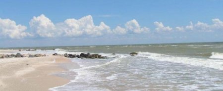 В акваторії Азовського моря залишилося три види риб із сорока