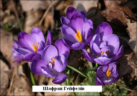 Охорона та збереження первоцвітів – справа кожного!