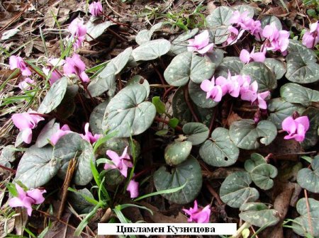 Охорона та збереження первоцвітів – справа кожного!