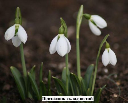Збережімо первоцвіти!