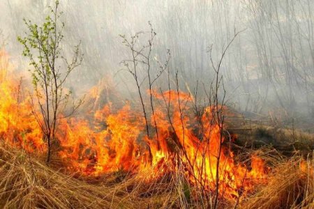 Про небезпеку спалювання сухої рослинності