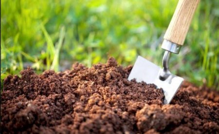  З метою визначення стану перезимівлі шкідників на Прикарпатті  провели весняні контрольні обстеження та грунтові  розкопки