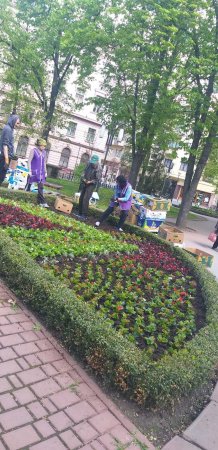У Франківську розпочали висадку квітів на клумбах міста