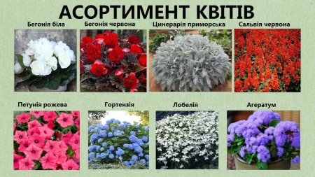 У Франківську розпочали висадку квітів на клумбах міста