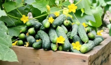 ОГІРКИ З ПЕРЕВИЩЕНИМ ВМІСТОМ НІТРАТІВ ВИКОРИСТАЛИ В ЯКОСТІ ДОБРИВА
