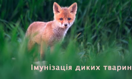 УВАГА!!! ПРОВОДИТЬСЯ ПЕРОРАЛЬНА ВАКЦИНАЦІЯ: НА ТЕРИТОРІЇ ОБЛАСТІ РОЗПОРЧАЛАСЬ ПЕРОРАЛЬНА ІМУНІЗАЦІЯ ДИКИХ М'ЯСОЇДНИХ ТВАРИН ПРОТИ СКАЗУ.