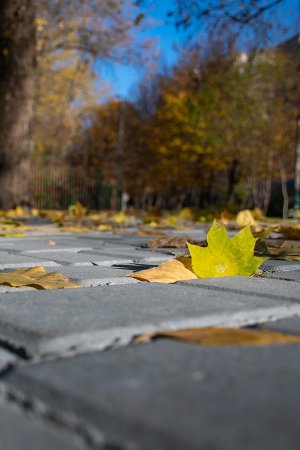 ПАРК «МОЛОДІЖНИЙ» ВЗЯВ КУРС НА ОМОЛОДЖЕННЯ