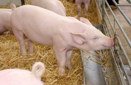 НА КІРОВОГРАДЩИНІ ЗАРЕЄСТРУВАЛИ СПАЛАХ АФРИКАНСЬКОЇ ЧУМИ СВИНЕЙ 