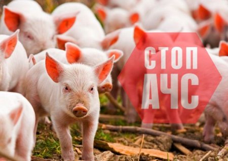 ЧЕРГОВИЙ СПАЛАХ АФРИКАНСЬКОЇ ЧУМИ СВИНЕЙ  В ЧЕРНІВЕЦЬКІЙ ОБЛАСТІ