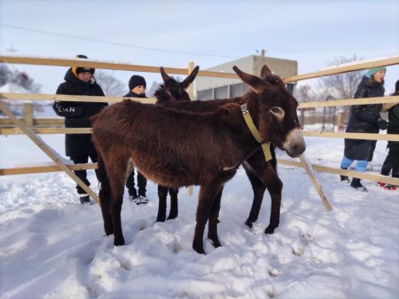 ЗАПАЛЕННЯ ВИФЛИЄМСЬКОГО ВОГНЮ У БЕРЕЗІВЦІ