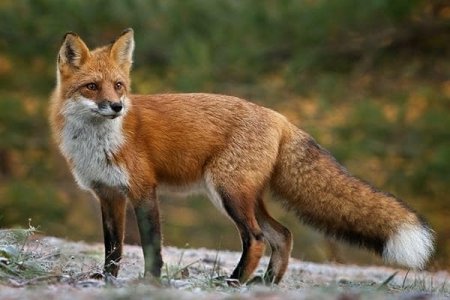 ЧЕРГОВИЙ ВИПАДОК СКАЗУ В КОСІВСЬКОМУ РАЙОНІ