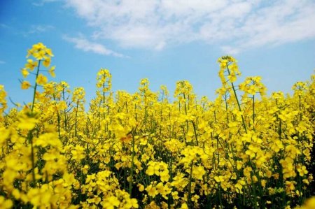 ПРО УЗГОДЖЕННЯ ПЛАНІВ-СХЕМ РОЗТАШУВАННЯ НАСІННЄВИХ ПОСІВІВ ПЕРЕХРЕСНОЗАПИЛЬНИХ КУЛЬТУР В 2022 РОЦІ