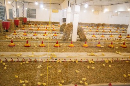 Бізнес-п'ятниця: Як Узин вирощує курчат-бройлерів
