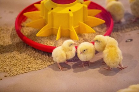 Бізнес-п'ятниця: Як Узин вирощує курчат-бройлерів