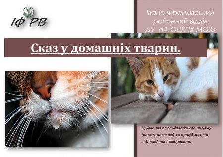 Нагадуємо про безпеку! Cказ у домашніх тварин