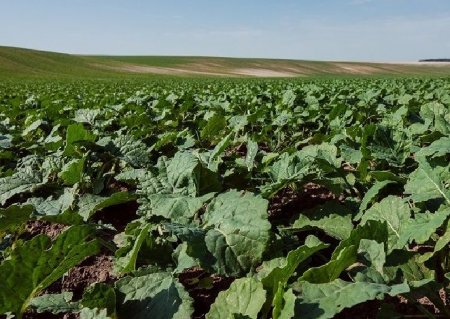 Посіви озимого ріпаку під загрозою заселення та пошкодження ріпаковим пильщиком
