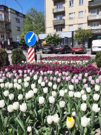 В Івано-Франківську розцвіли тюльпани