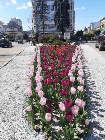 В Івано-Франківську розцвіли тюльпани