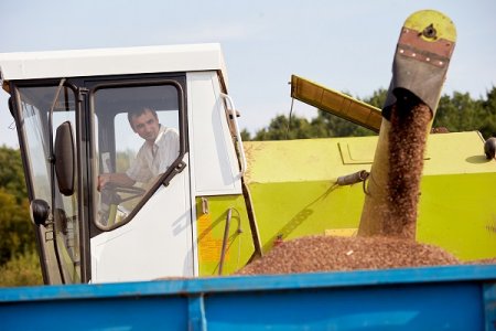 Перша гречка у громаді: у Братківцях зібрали врожай