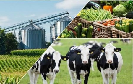 Програма розвитку сільського господарства у 2024 році: нові напрями фінансування