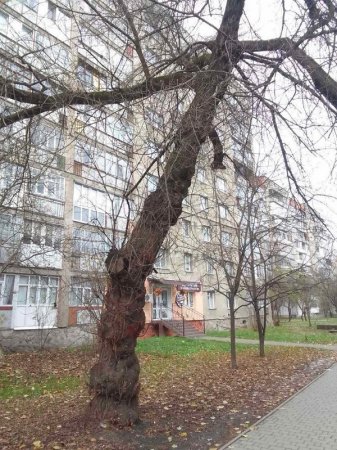 Зрізане дерево - небезпечний клен.