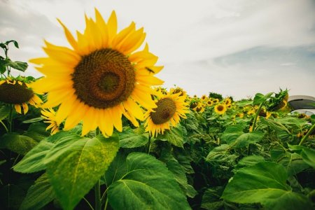 Івано-Франківськ буде з врожаєм