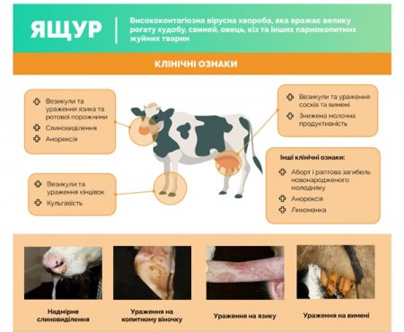 Клінічні ознаки ящуру у свійських тварин